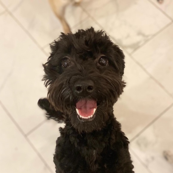 Meet your Posher, Maizy+Riley - Picture 1 of 12